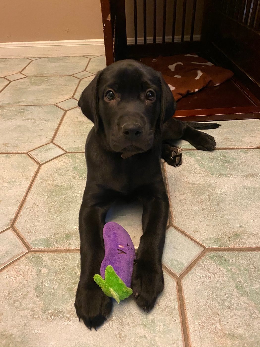 Pluto the black Labrador